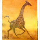 Thumb Galoppierende Giraffe im Sonnenuntergang oder nicht